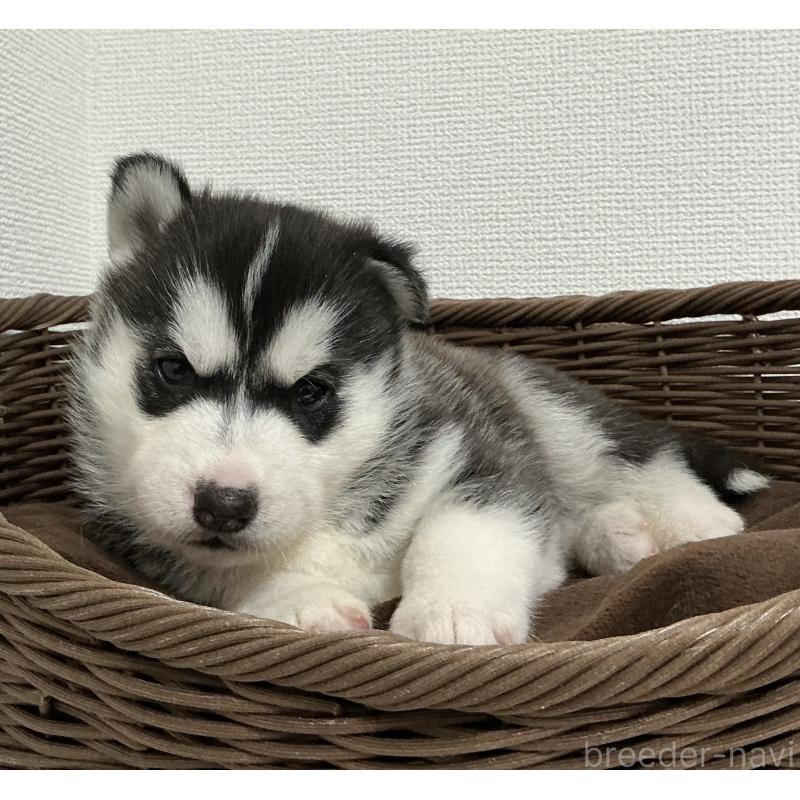 成約済の神奈川県のシベリアンハスキー-439326の14枚目