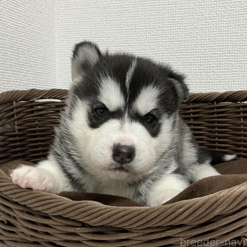 成約済の神奈川県のシベリアンハスキー-439326の13枚目