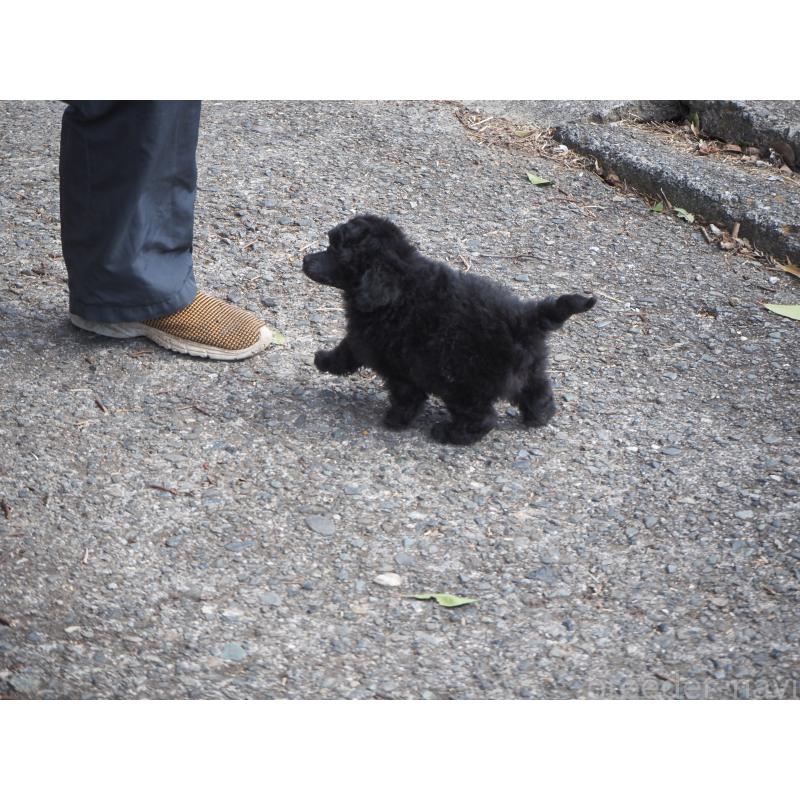 販売中の山梨県のタイニープードル-441324の3枚目