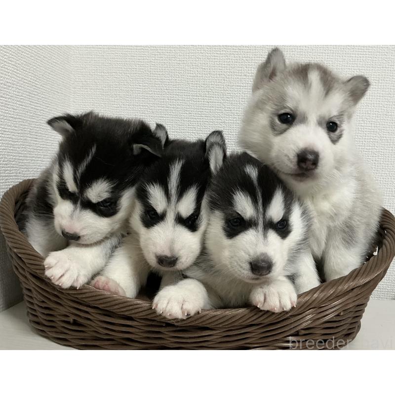 成約済の神奈川県のシベリアンハスキー-439326の12枚目