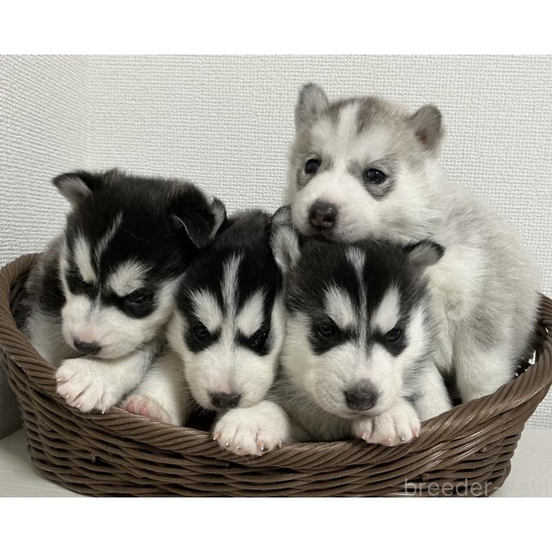 成約済の神奈川県のシベリアンハスキー-439326の11枚目