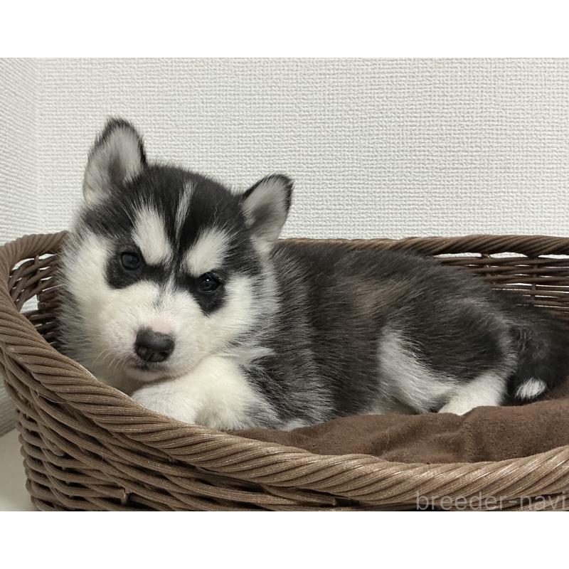 成約済の神奈川県のシベリアンハスキー-439326の9枚目