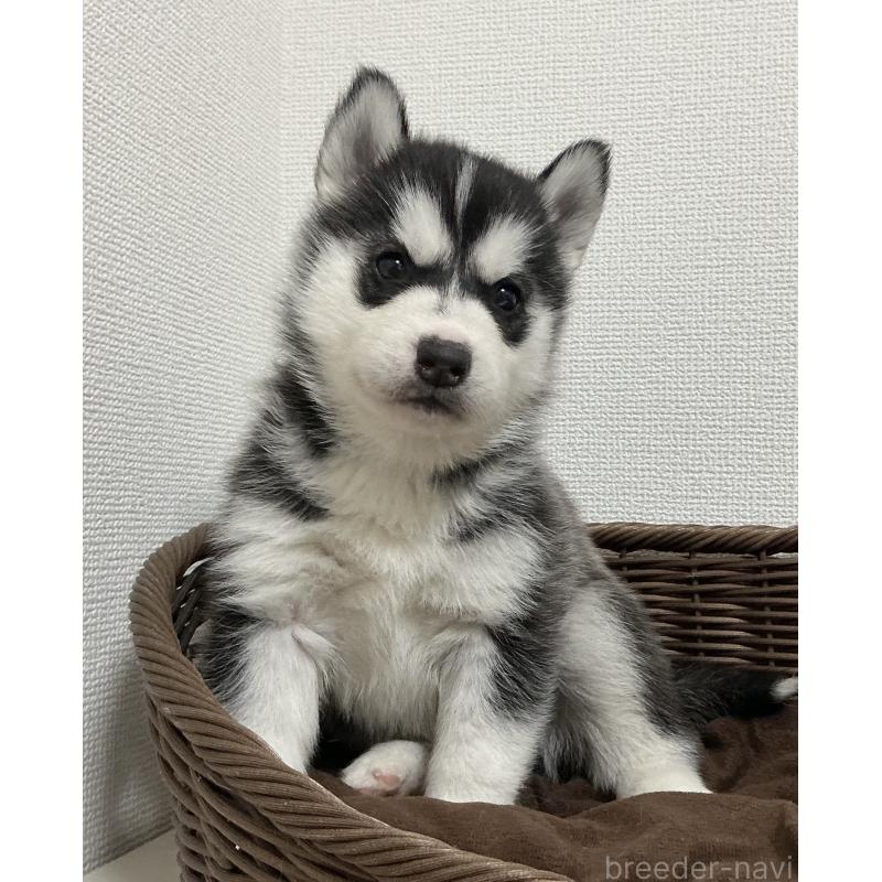 成約済の神奈川県のシベリアンハスキー-439326の8枚目