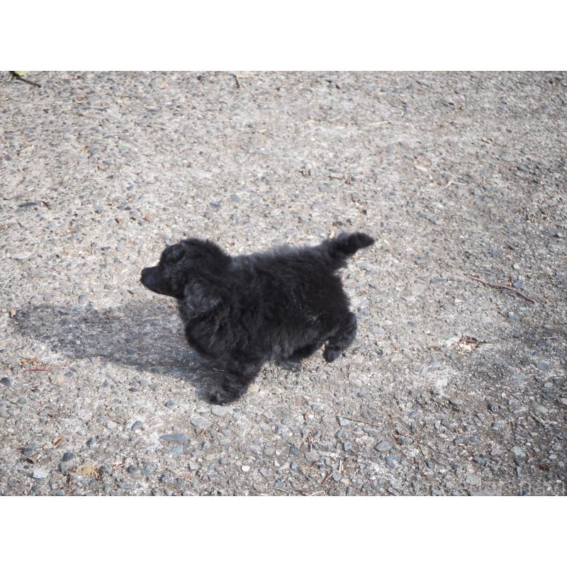 販売中の山梨県のタイニープードル-441324の2枚目