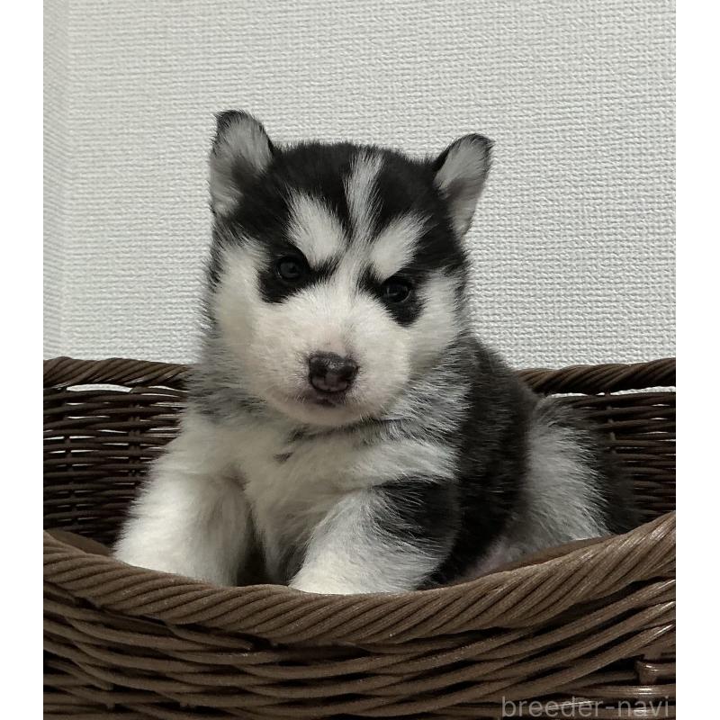 成約済の神奈川県のシベリアンハスキー-439334の13枚目