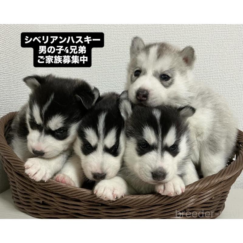 成約済の神奈川県のシベリアンハスキー-439334の10枚目