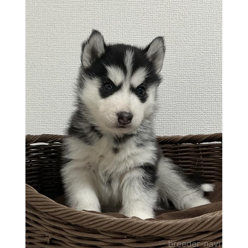 成約済の神奈川県のシベリアンハスキー-439334の9枚目