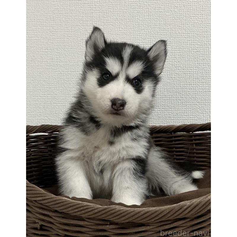 成約済の神奈川県のシベリアンハスキー-439334の8枚目