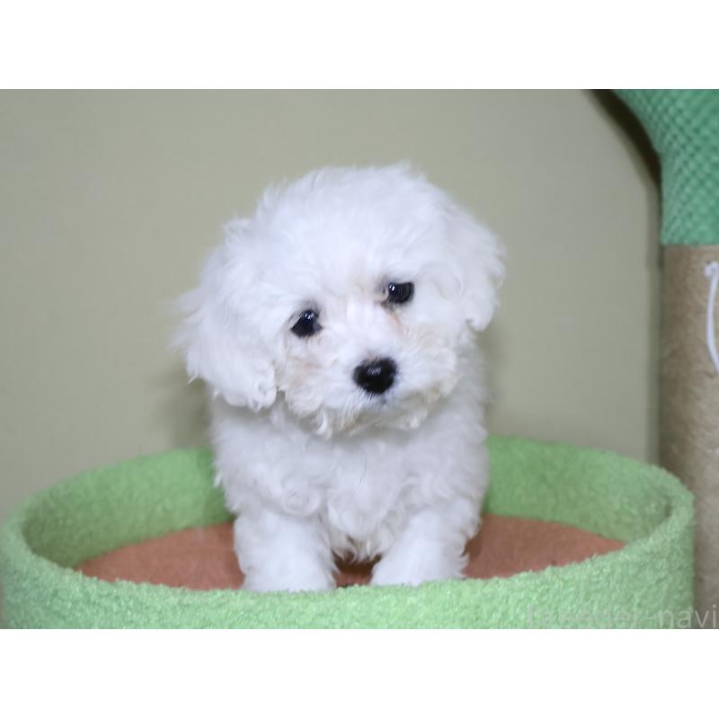 販売中の埼玉県のビションフリーゼ-441285