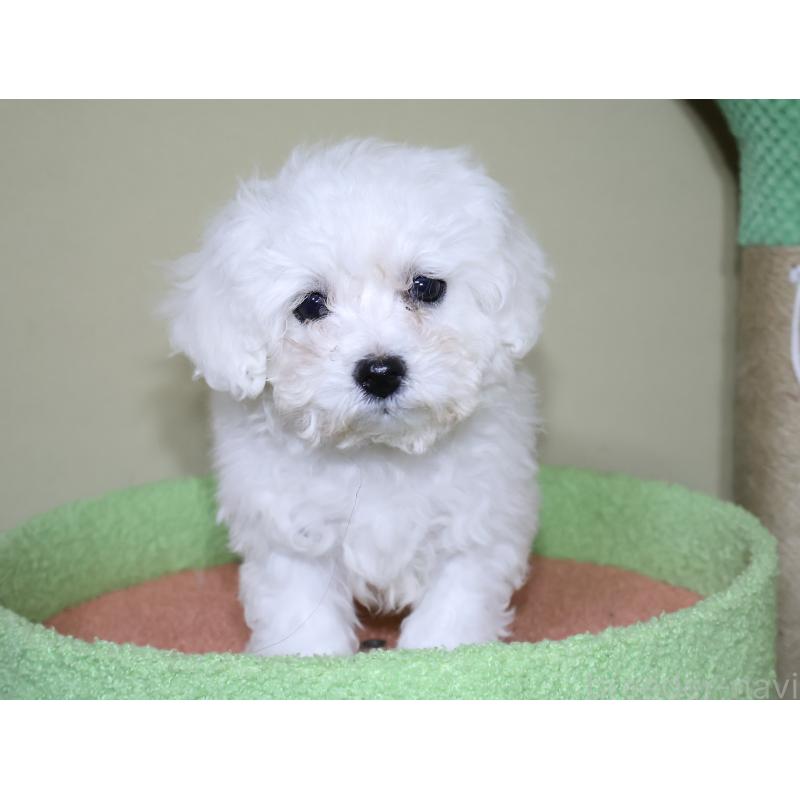 販売中の埼玉県のビションフリーゼ-441285の13枚目