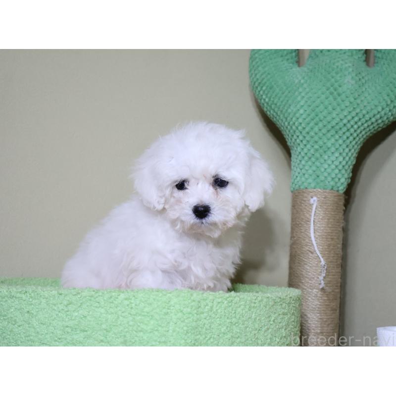 販売中の埼玉県のビションフリーゼ-441285の11枚目