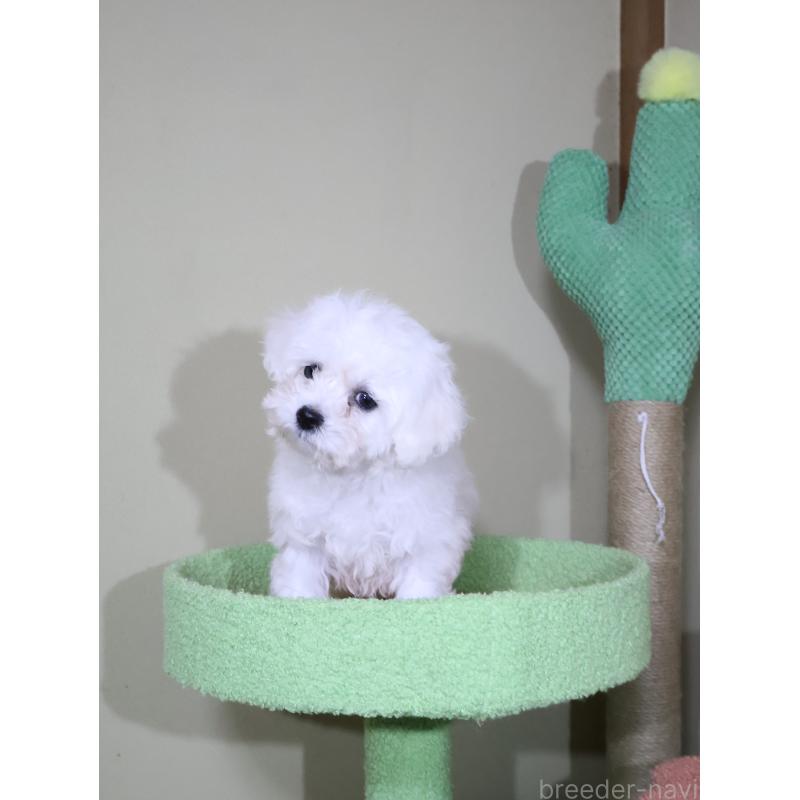 販売中の埼玉県のビションフリーゼ-441285の10枚目