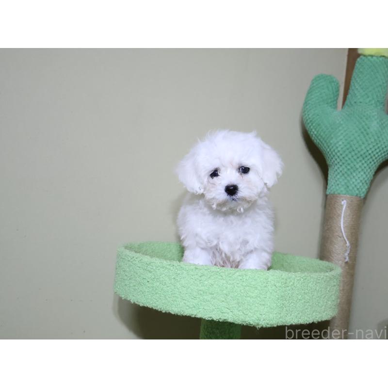 販売中の埼玉県のビションフリーゼ-441285の9枚目