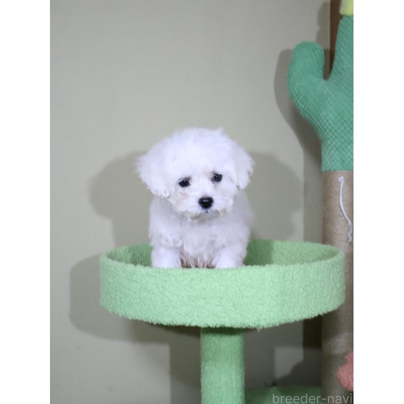 販売中の埼玉県のビションフリーゼ-441285の7枚目