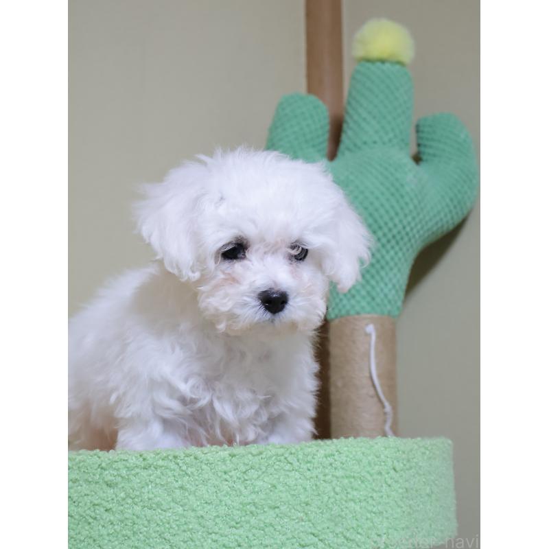 販売中の埼玉県のビションフリーゼ-441285の6枚目