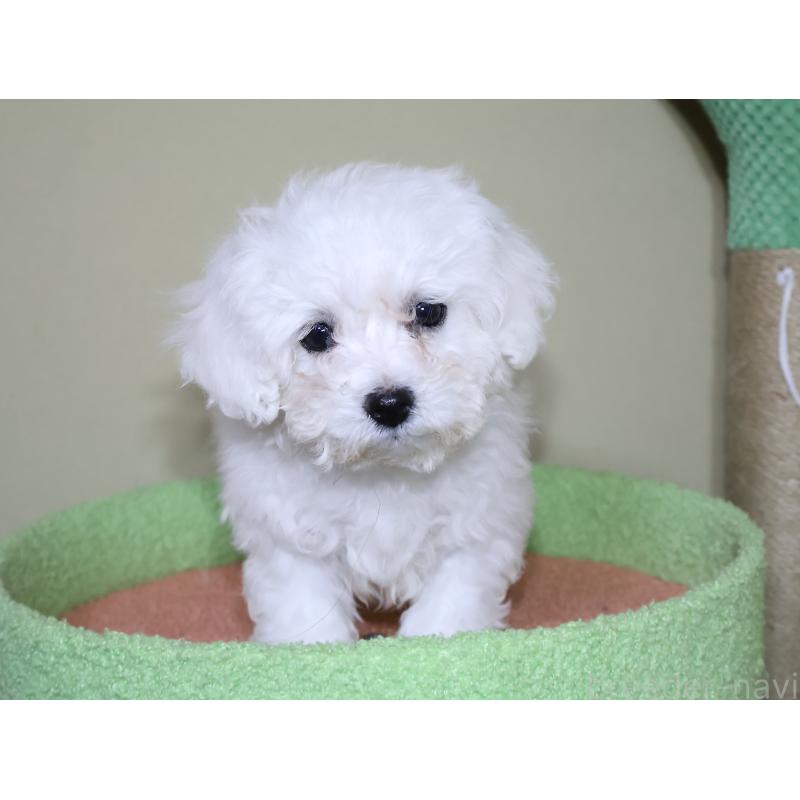 販売中の埼玉県のビションフリーゼ-441285の5枚目