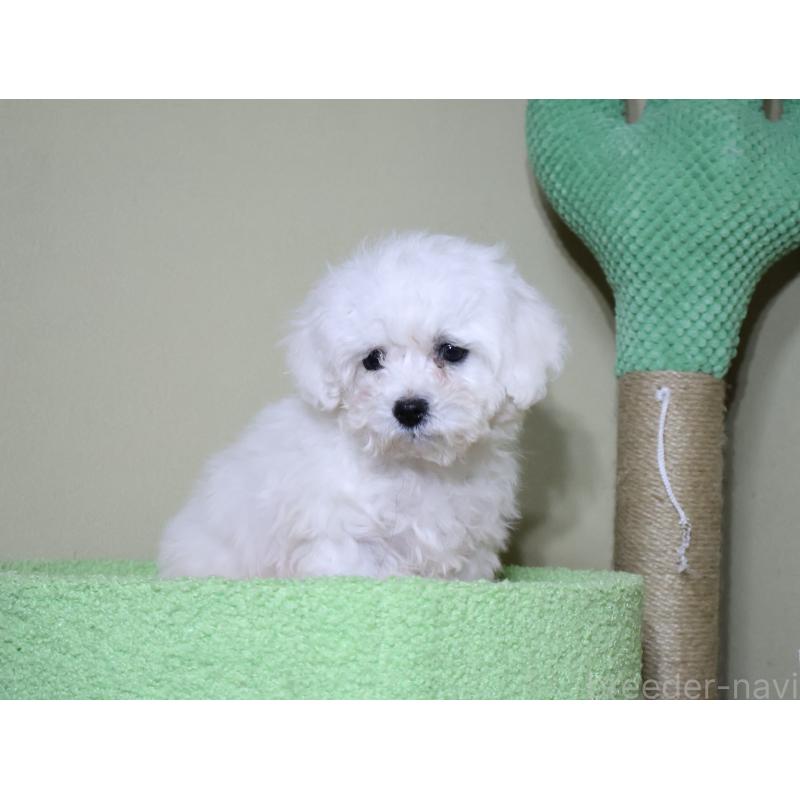 販売中の埼玉県のビションフリーゼ-441285の4枚目