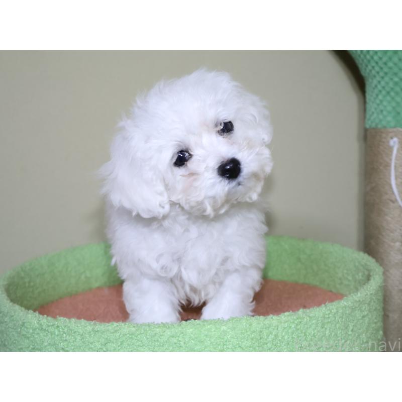 販売中の埼玉県のビションフリーゼ-441285の3枚目