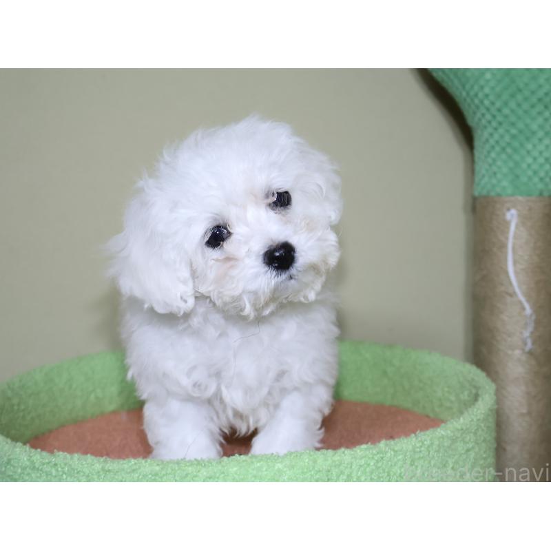 販売中の埼玉県のビションフリーゼ-441285の2枚目