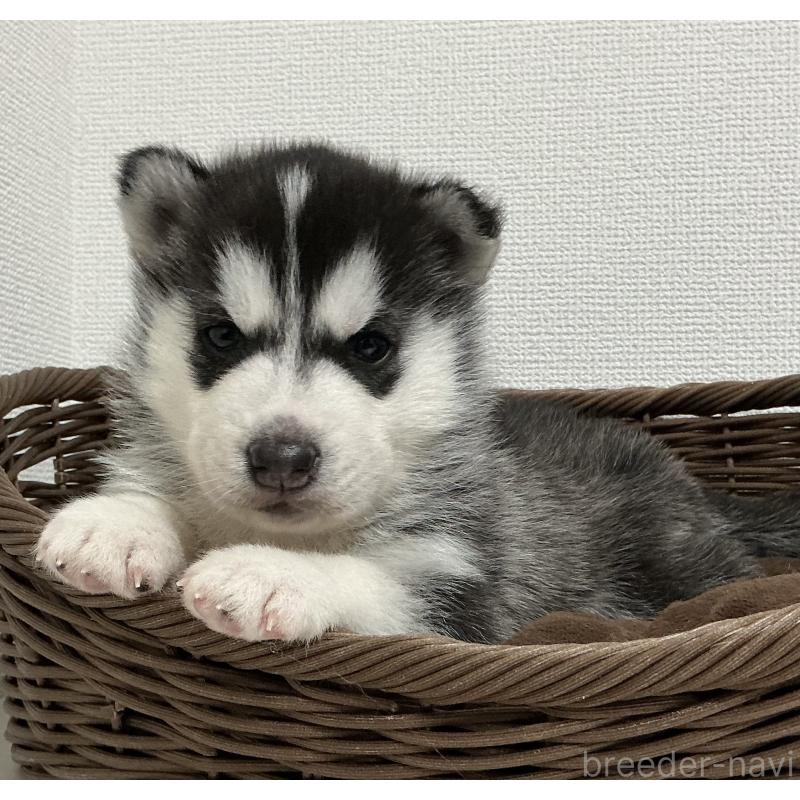 成約済の神奈川県のシベリアンハスキー-439337の13枚目