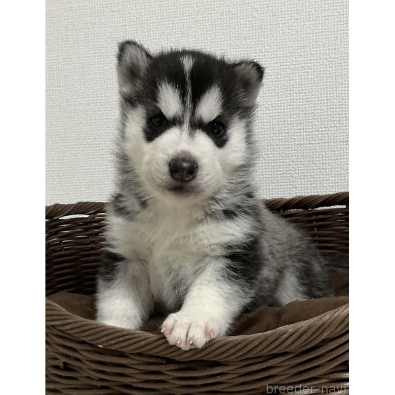 成約済の神奈川県のシベリアンハスキー-439337の12枚目