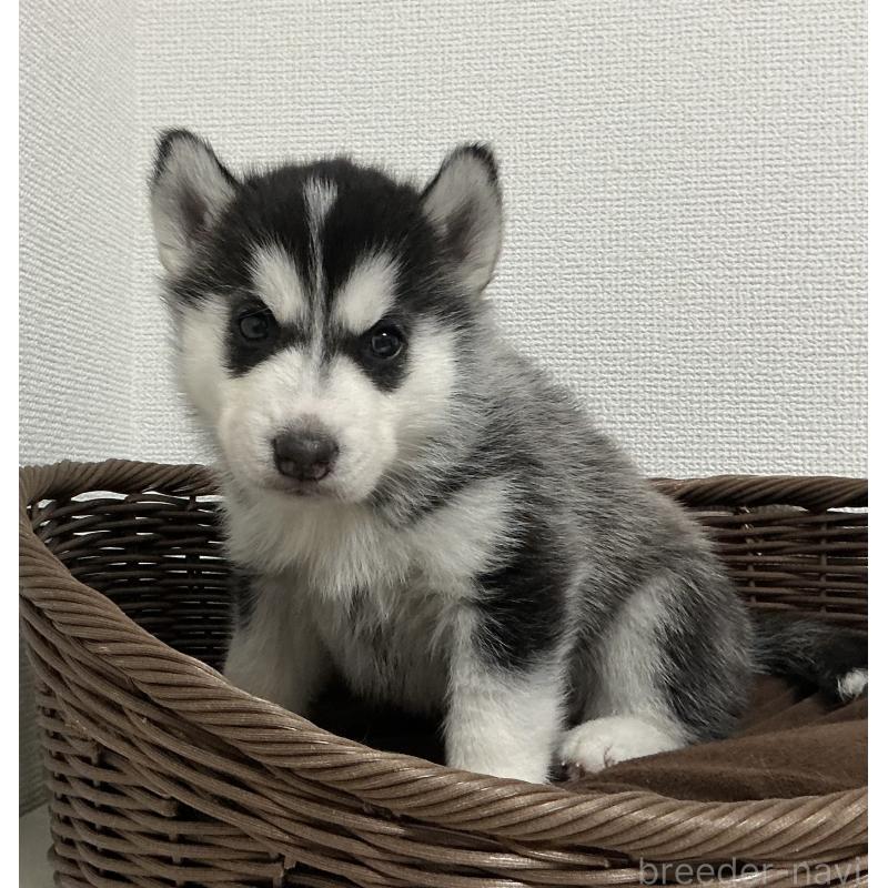 成約済の神奈川県のシベリアンハスキー-439337の9枚目