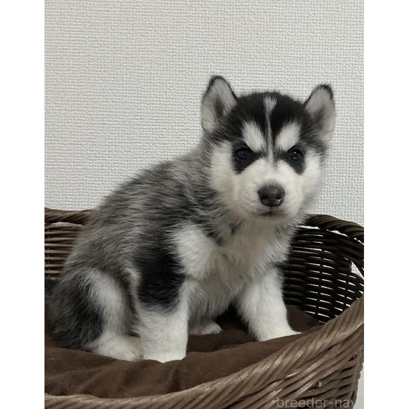 成約済の神奈川県のシベリアンハスキー-439337の8枚目