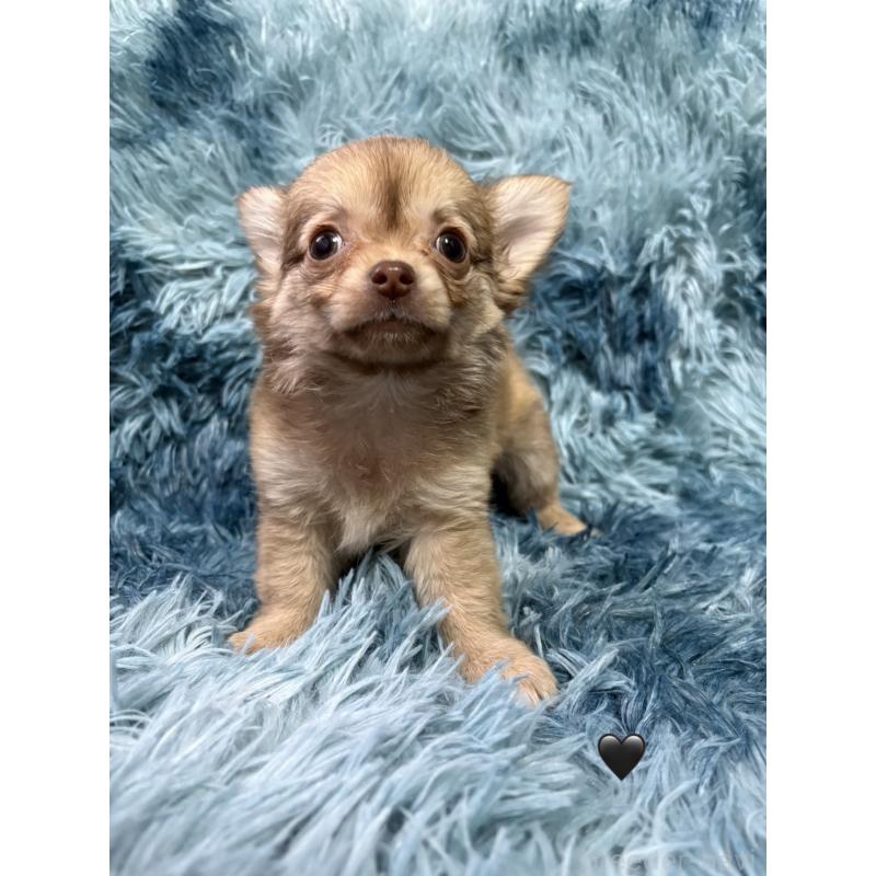 販売中の愛知県のチワワ(ロングコート)-436861の11枚目