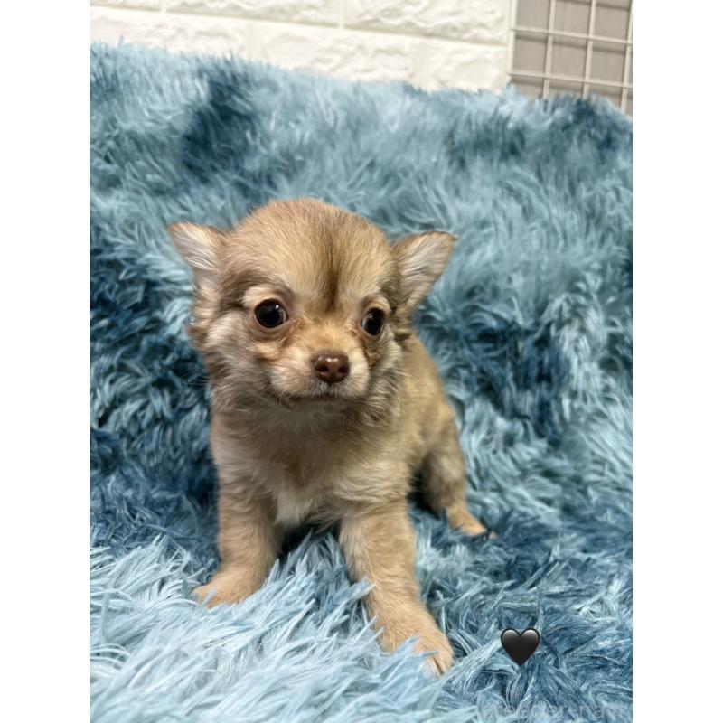 販売中の愛知県のチワワ(ロングコート)-436861の10枚目