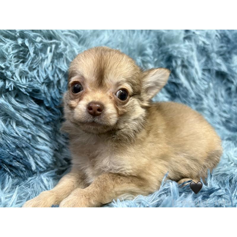 販売中の愛知県のチワワ(ロングコート)-436861