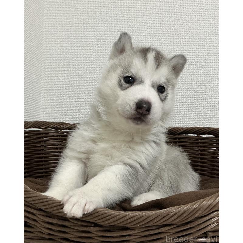 販売中の神奈川県のシベリアンハスキー-439339の29枚目