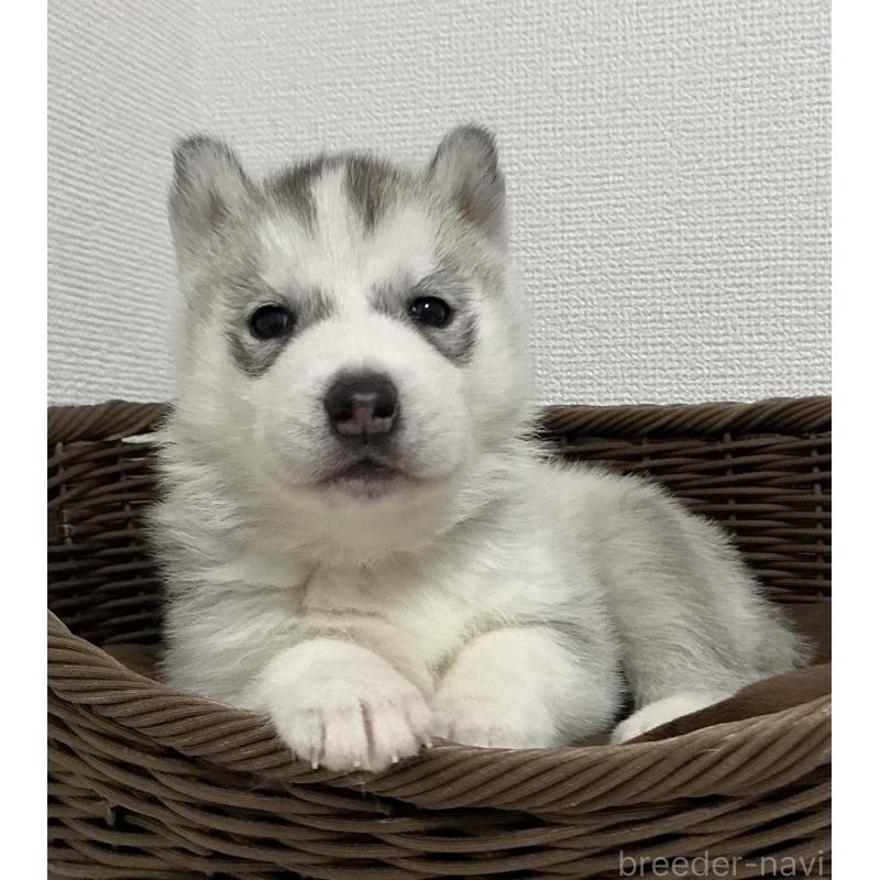 販売中の神奈川県のシベリアンハスキー-439339の28枚目