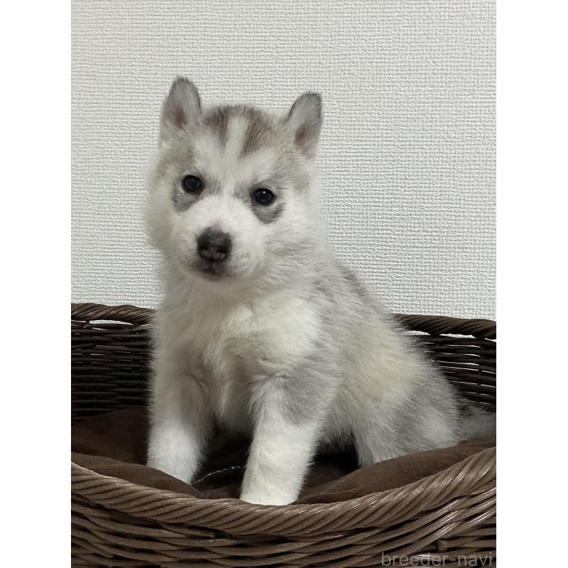 販売中の神奈川県のシベリアンハスキー-439339の25枚目