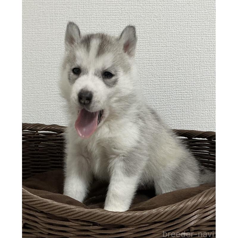 販売中の神奈川県のシベリアンハスキー-439339の24枚目
