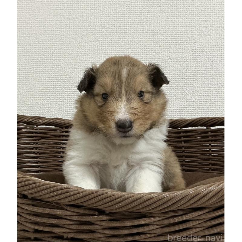 成約済の神奈川県のシェットランドシープドッグ(シェルティ)-439348の9枚目