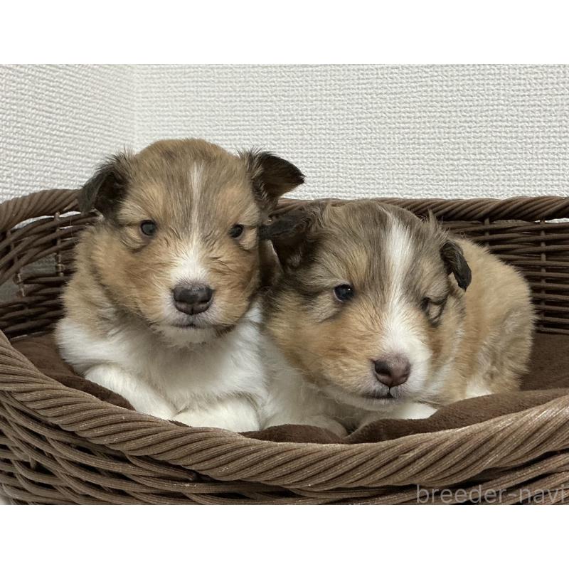 成約済の神奈川県のシェットランドシープドッグ(シェルティ)-439348の8枚目