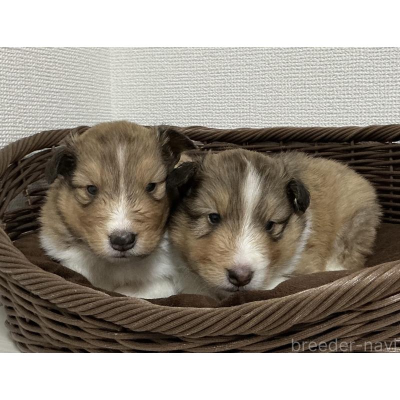 成約済の神奈川県のシェットランドシープドッグ(シェルティ)-439348の7枚目