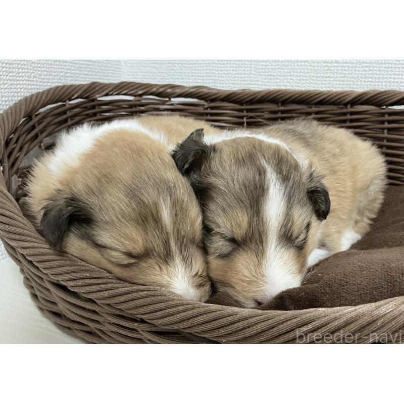 成約済の神奈川県のシェットランドシープドッグ(シェルティ)-439348の6枚目