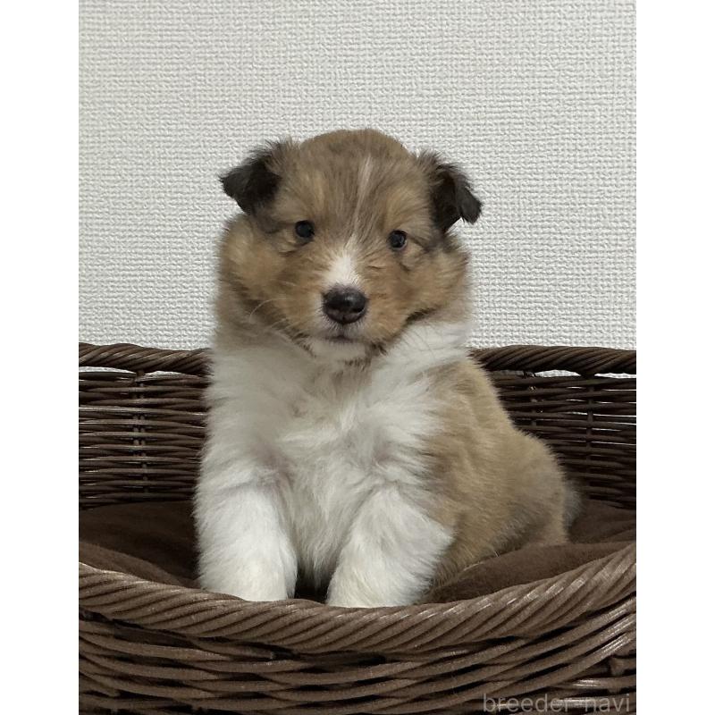 成約済の神奈川県のシェットランドシープドッグ(シェルティ)-439348の5枚目