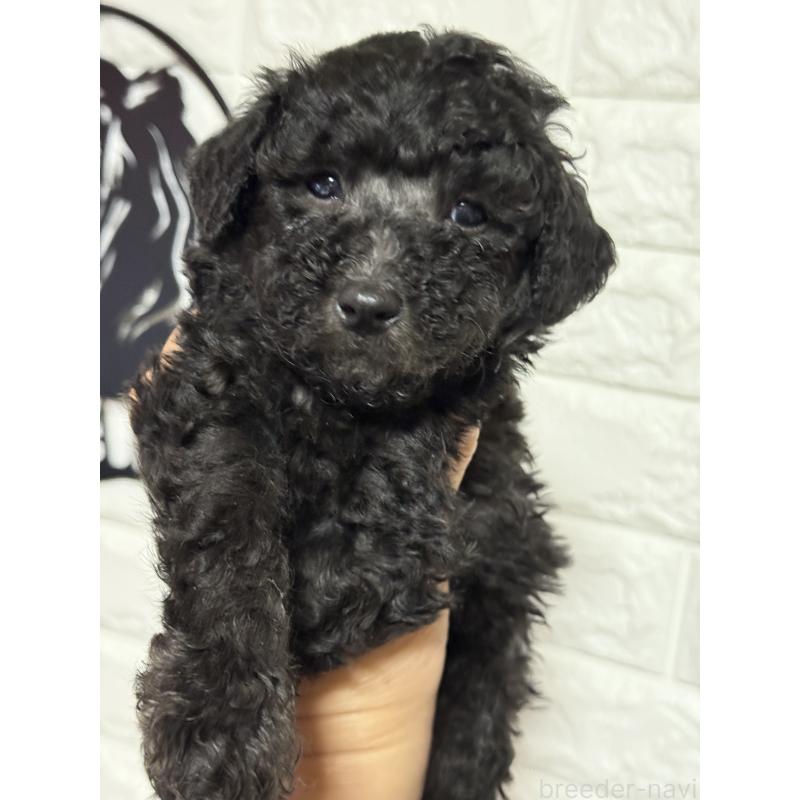 販売中の茨城県のトイプードル-441287の2枚目