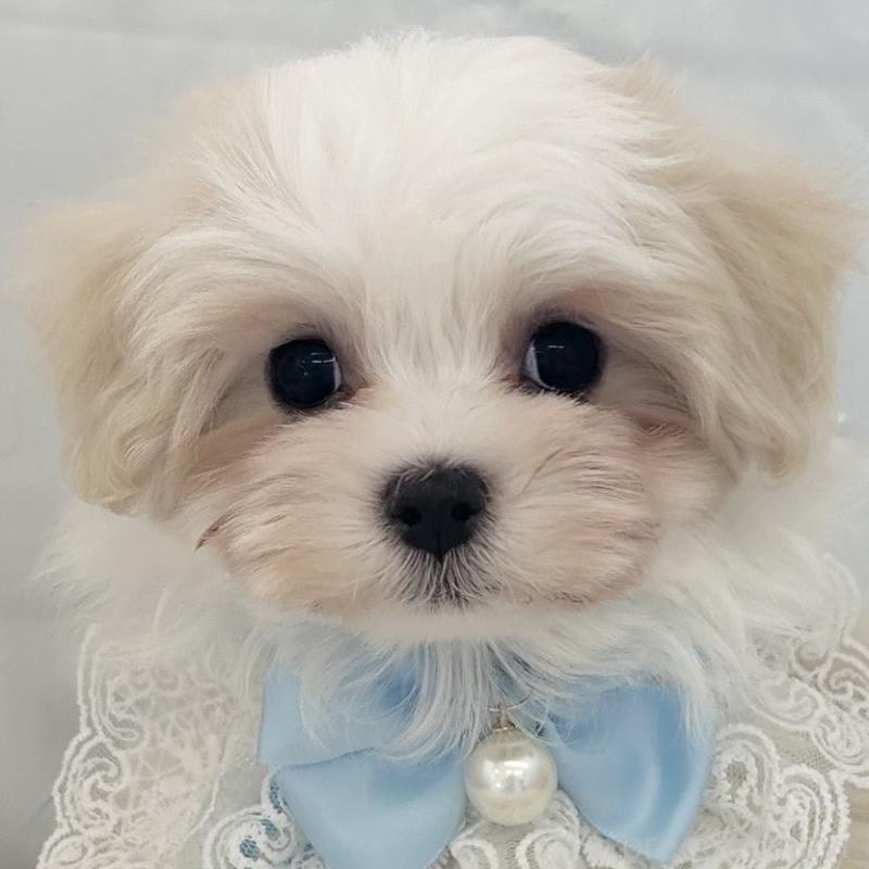 販売中の愛知県のマルチーズ-438190