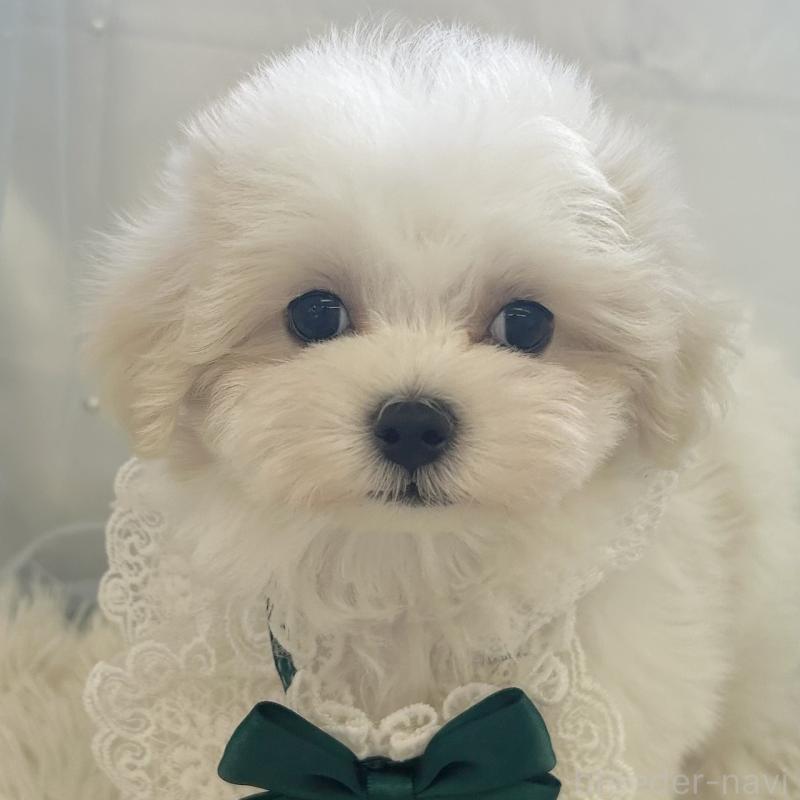 販売中の愛知県のマルチーズ-438189