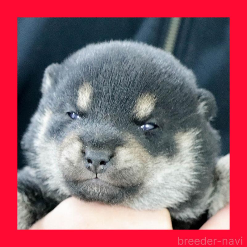 販売中の愛知県の柴犬-441290の1枚目