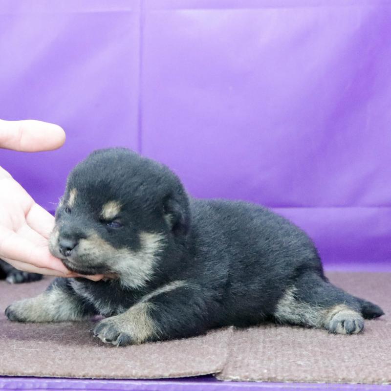販売中の愛知県の柴犬-441290の2枚目