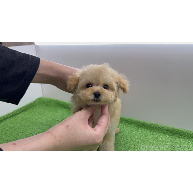 販売中の東京都のタイニープードル-441291の8枚目