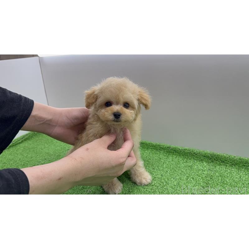販売中の東京都のタイニープードル-441291の7枚目
