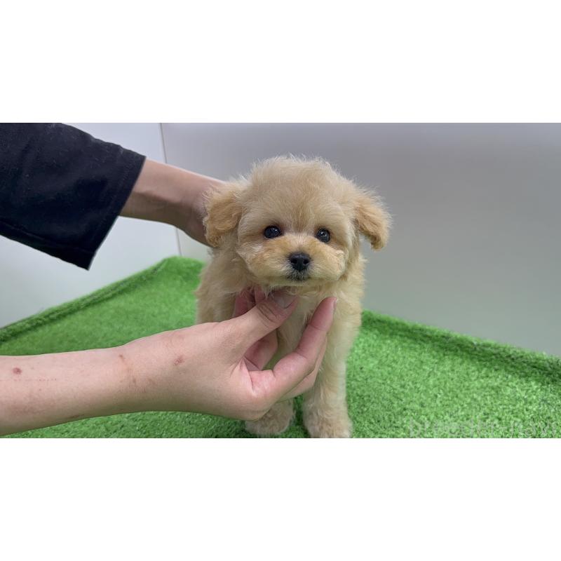 販売中の東京都のタイニープードル-441291の6枚目