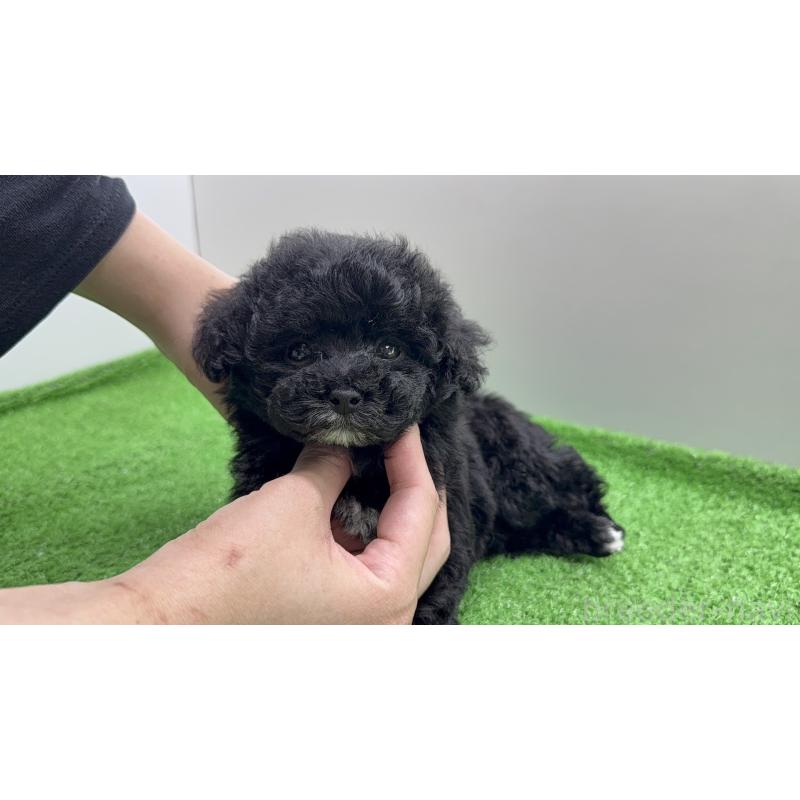 販売中の東京都のティーカッププードル-441292の7枚目