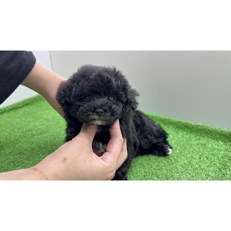 販売中の東京都のティーカッププードル-441292の6枚目