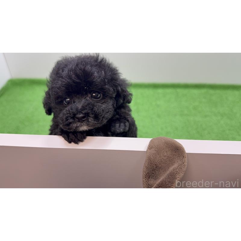 販売中の東京都のティーカッププードル-441292の5枚目